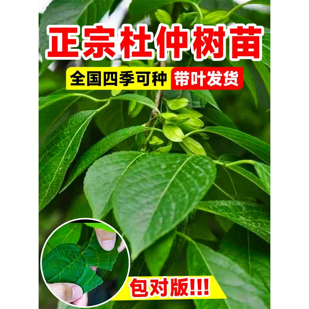 药用杜仲树苗药材种植苗中草药连翘酸枣庭院盆栽地栽四季果树果苗