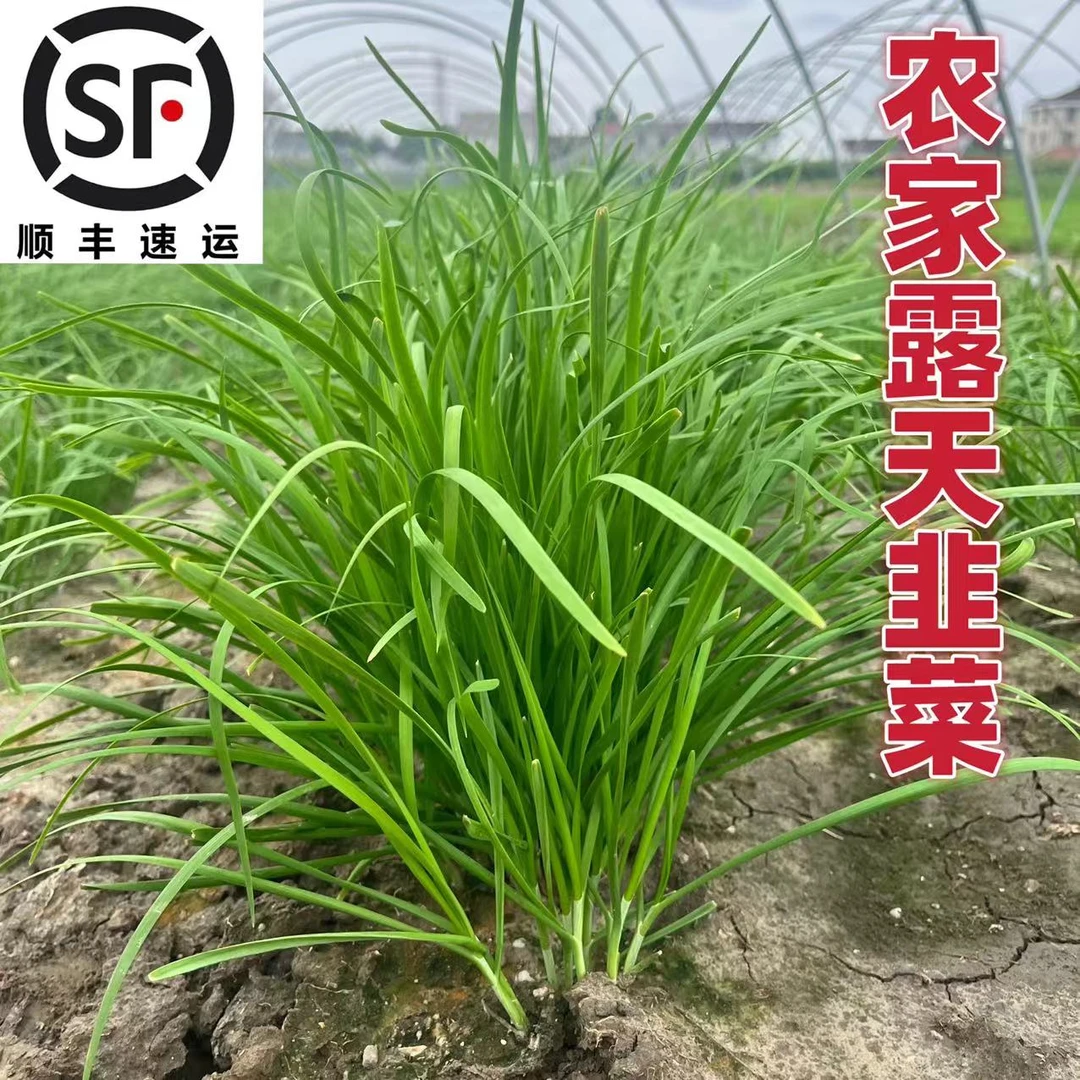 露天韭菜 本地嫩韭菜 顺丰包邮 东台绿色蔬菜 农家现割韭菜