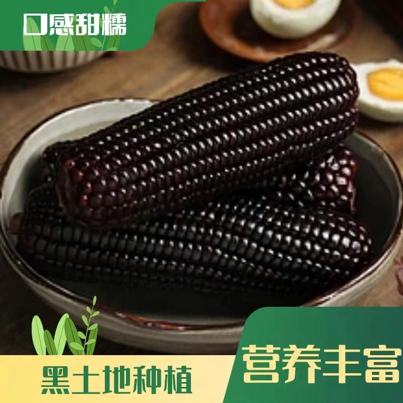 东北黑糯玉米260-320g拍10送2发12支试吃两支C