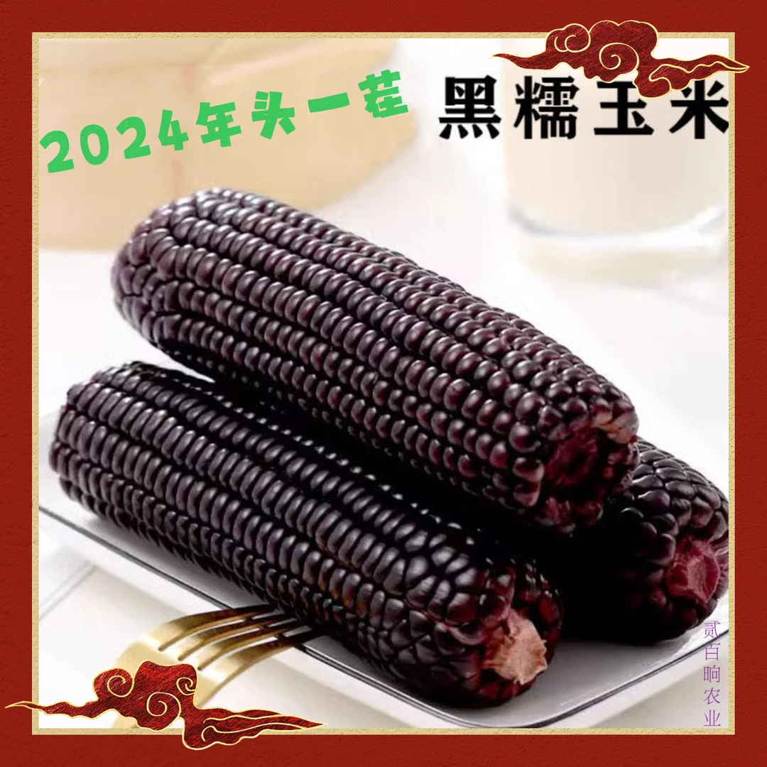 【试吃两支】东北黑糯玉米拍10送2单支280/350g一箱12根7.2斤Q