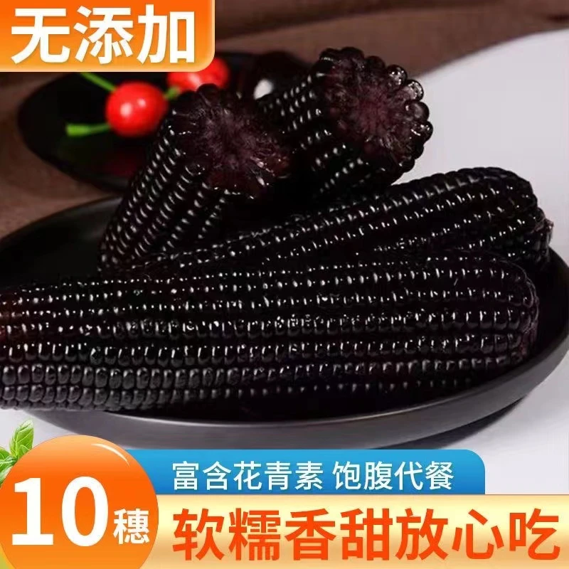 东北鲜香黑糯玉米拍8送2发10支*250-280g软糯拉丝玉米B