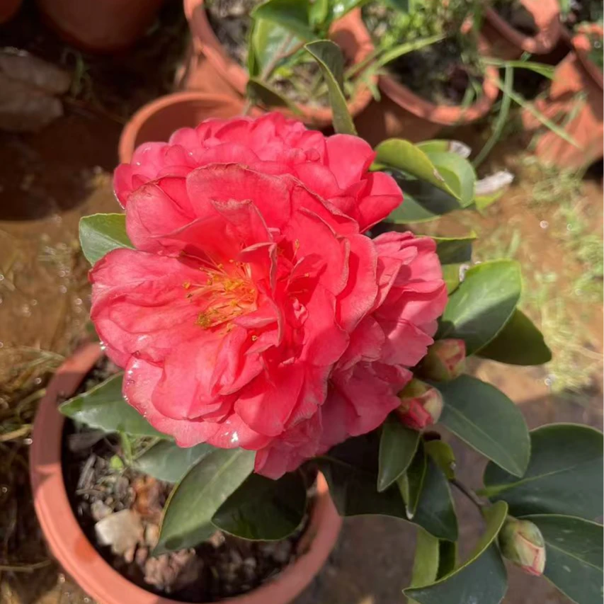 四季茶花好养一物一拍