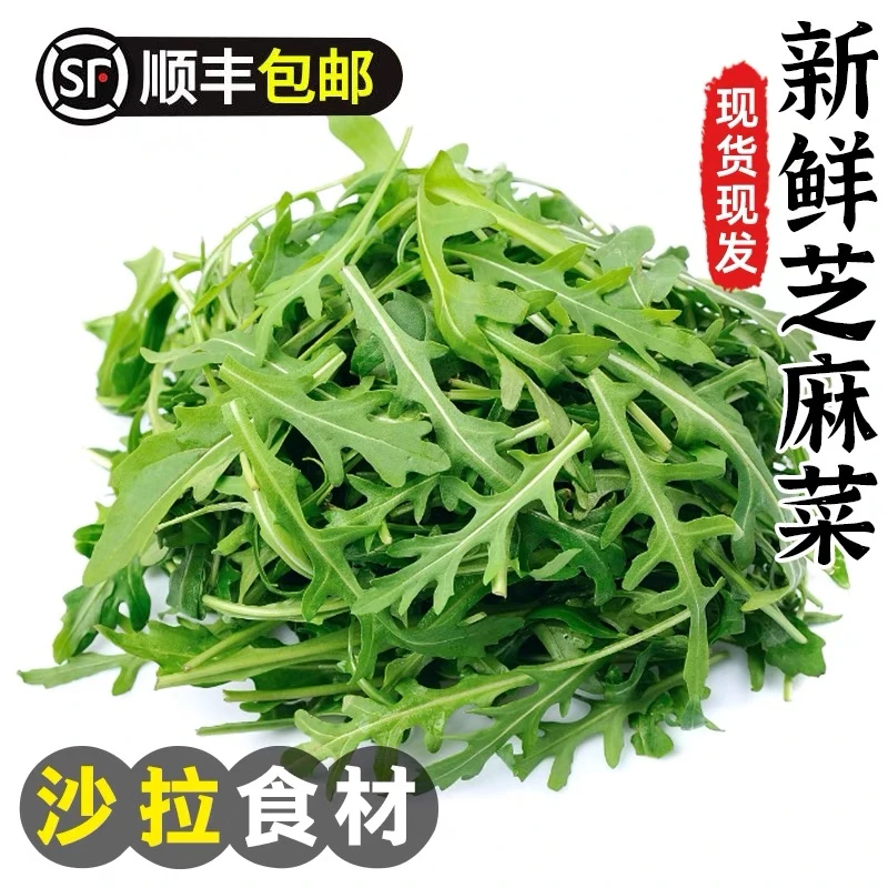 芝麻菜新鲜芝麻叶沙拉蔬菜食材轻食西餐生菜食用芝麻菜1-3斤顺丰