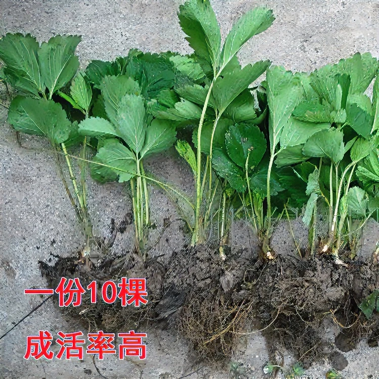 四季脱毒草莓苗盆栽阳台绿植带土南方北方种植当年结果奶油草莓苗