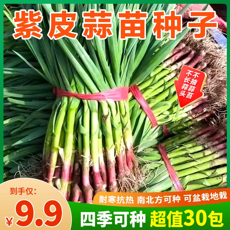 【新品种！9.9元30包】紫皮蒜苗 多茬采收 红皮蒜苗籽 南北方四季种