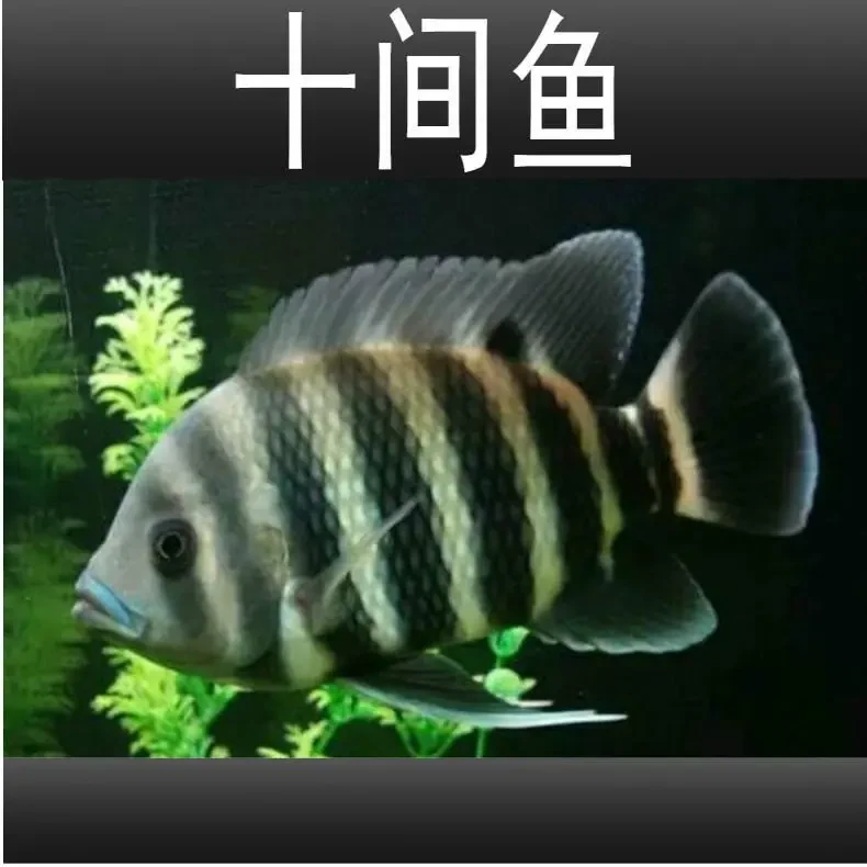 非洲活体十间鱼水族鱼苗大型热带进口观赏鱼龙鱼配鱼坦鲷马鲷鱼