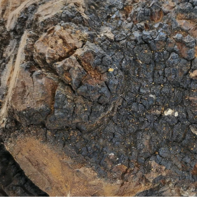 大兴安岭本地桦树泪桦树茸桦褐孔菌菌菇泡水泡茶整块150g/250g