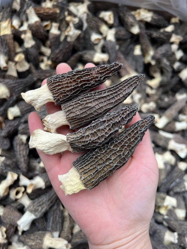 【羊肚菌】中个头茬羊肚菌精品干货煲汤浓郁原生态食用菌菇