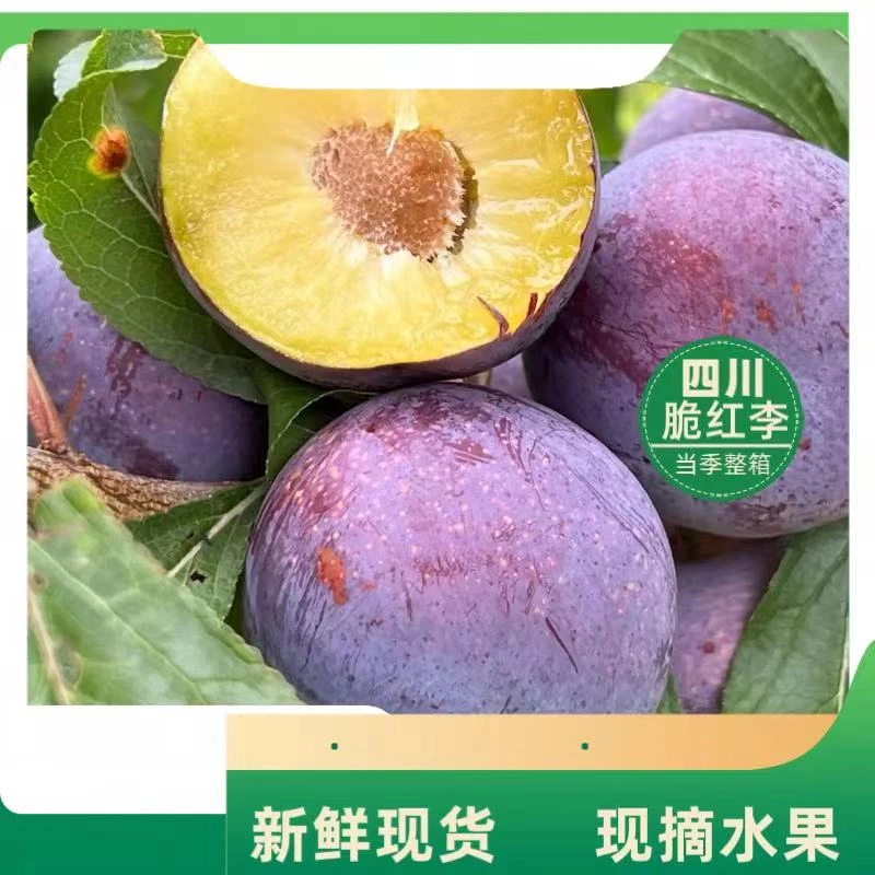 【坏果包赔】四川高山正宗3/5斤小脆红李子应季现摘现发脆甜多汁