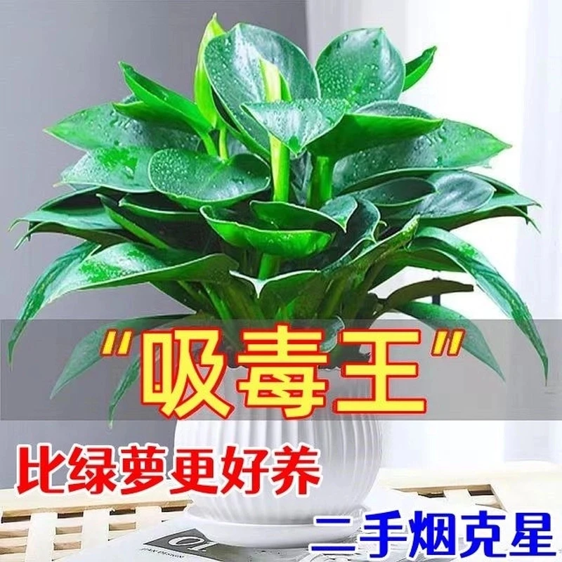 【二手烟克星】大叶金钻盆栽室内好养水培绿植办公室客厅四季常青