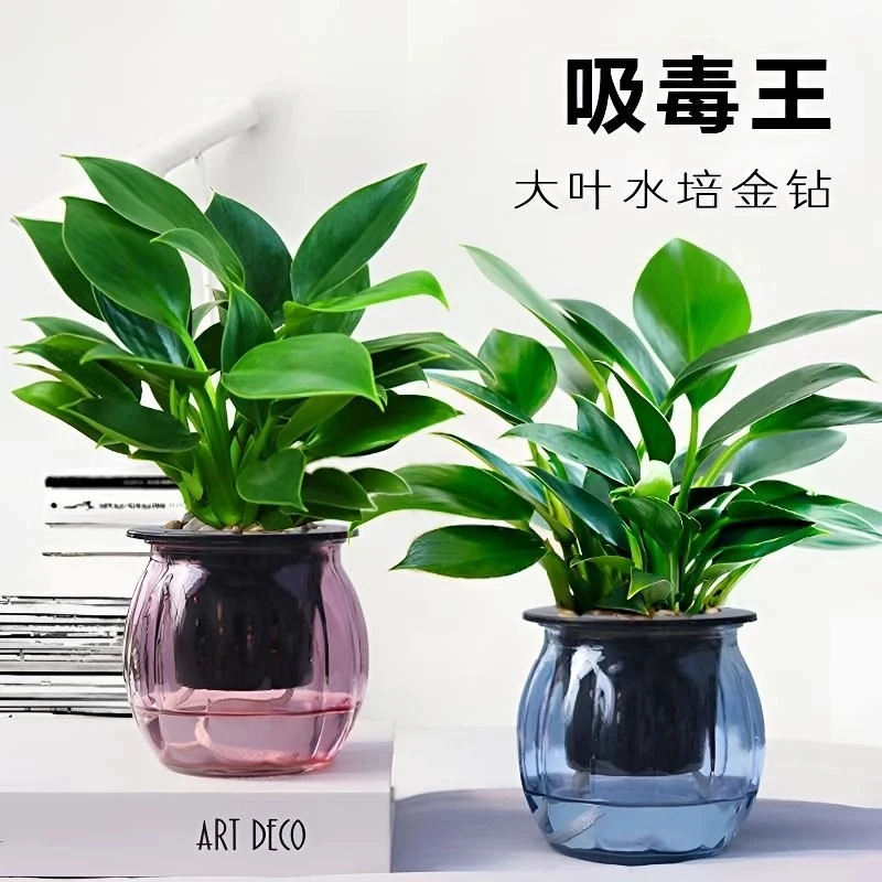 大叶金钻绿公主盆栽室内土培水培绿植办公室客厅四季常青水养