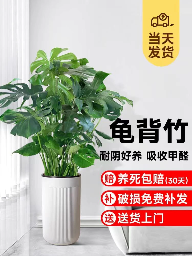 【福利】丛生龟背竹盆栽绿植客厅室内植物除甲醛植物办公室