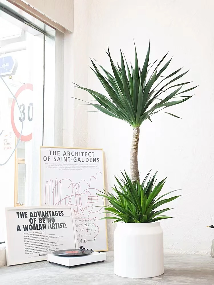 太空铁龙血树客厅绿植净化空气吸甲醛室内办公室老桩易成活