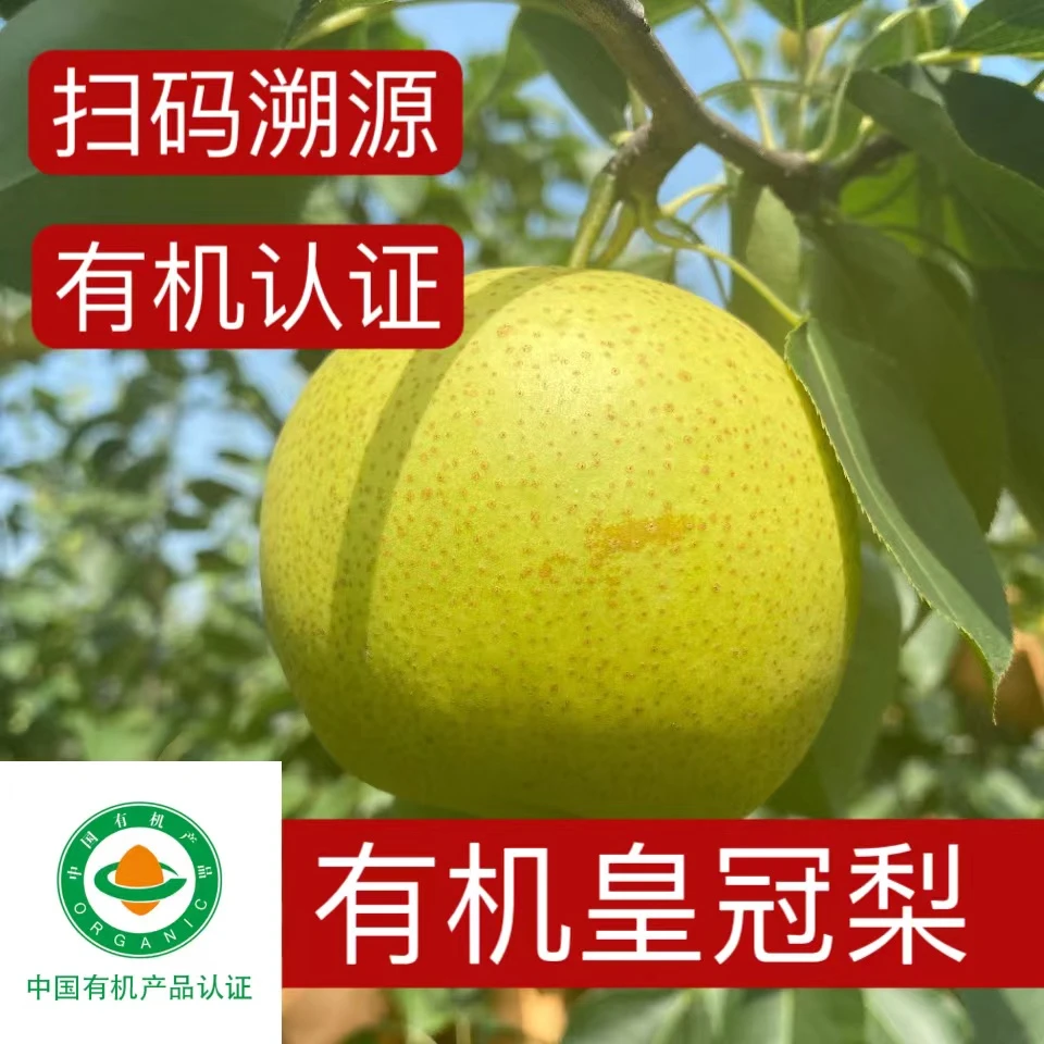 有机皇冠梨4.8斤，现摘现发，大果果肉无渣细腻，脆甜浓香多汁