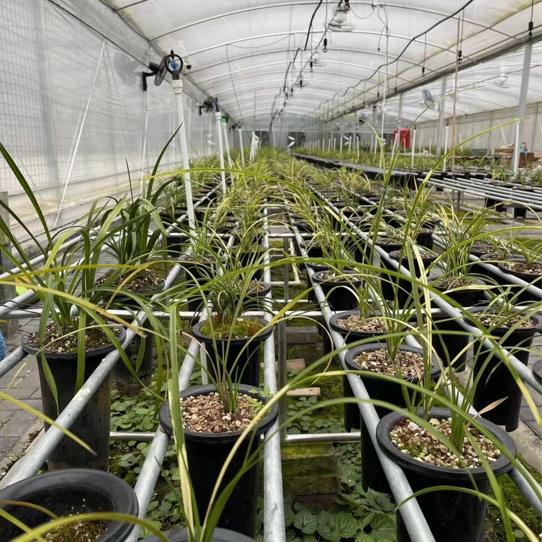 汝阳知兰园兰草 惠兰