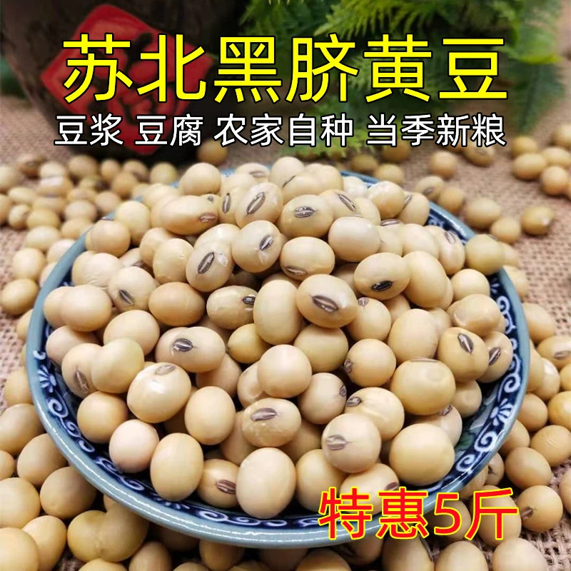 新黄豆5斤 苏北黑脐黄豆 农家土黄豆 椭圆形大黄豆豆浆豆腐豆制品