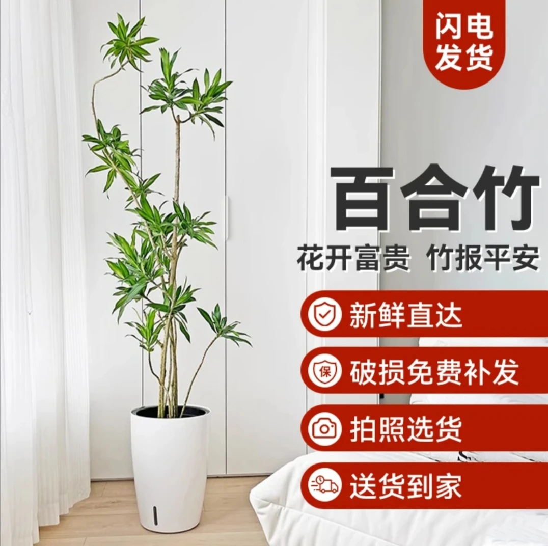 金心百合竹网红小清新室内绿植