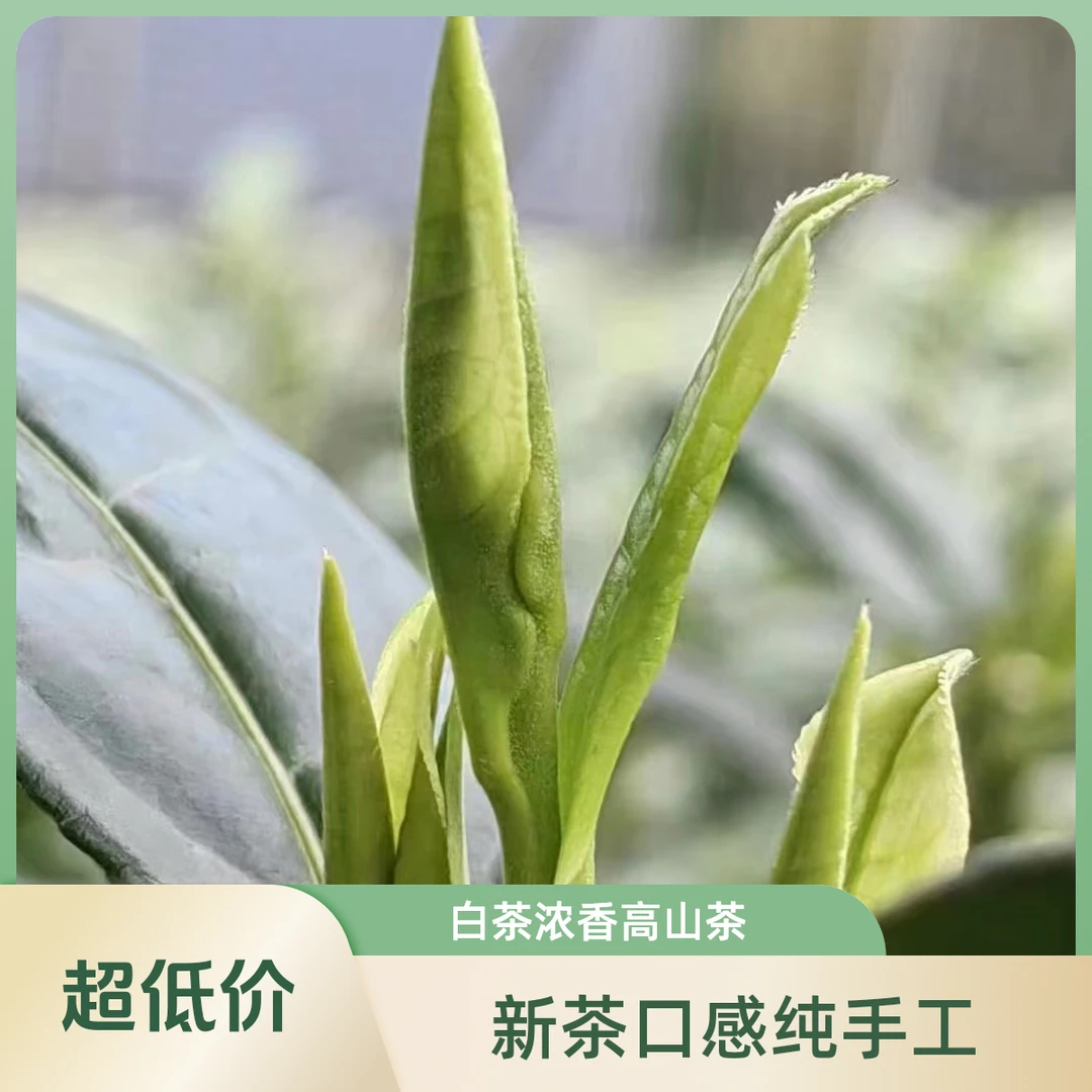 10号【白茶】2024新茶明前纯手工制作白茶浓香高山绿茶125g250g