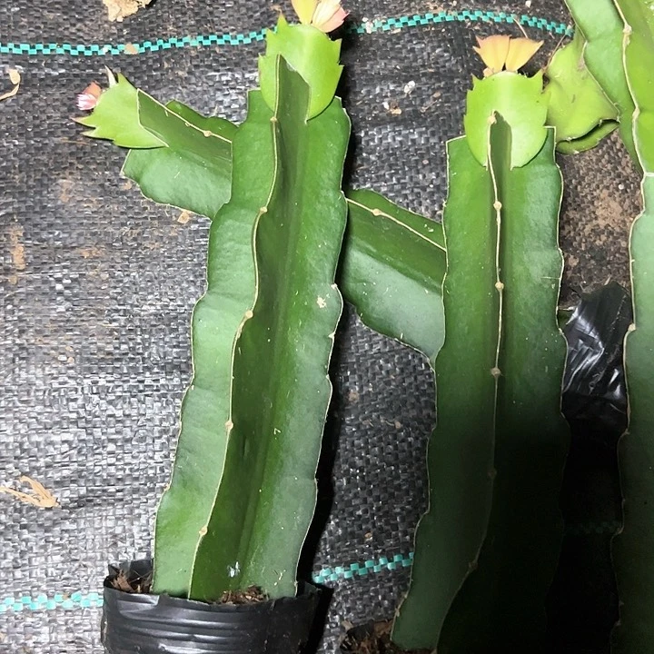 068单片嫁接带盆发货