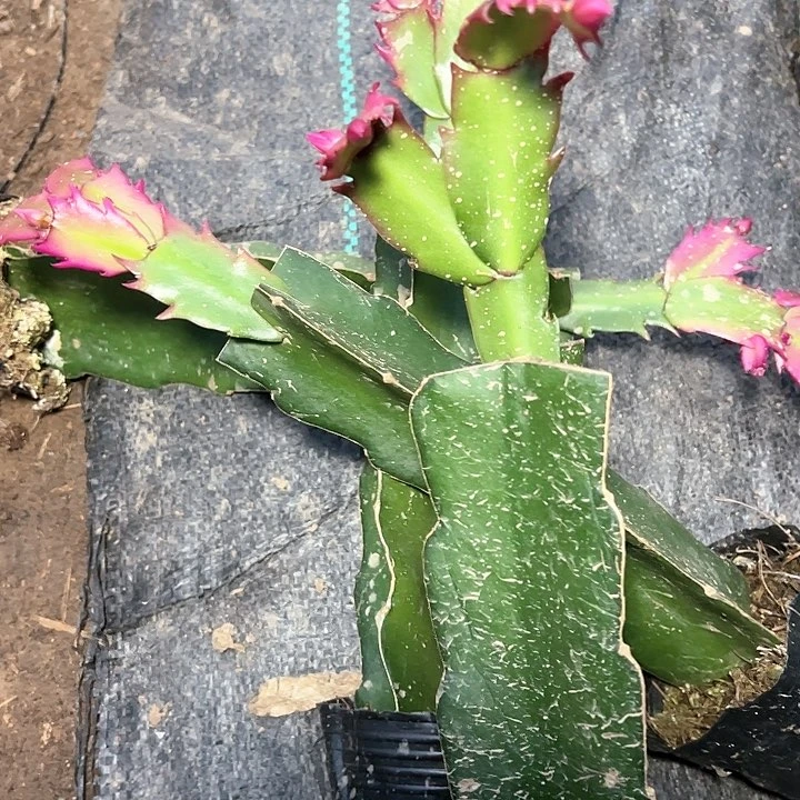 桑吉塔嫁接小苗带盆发货一颗35