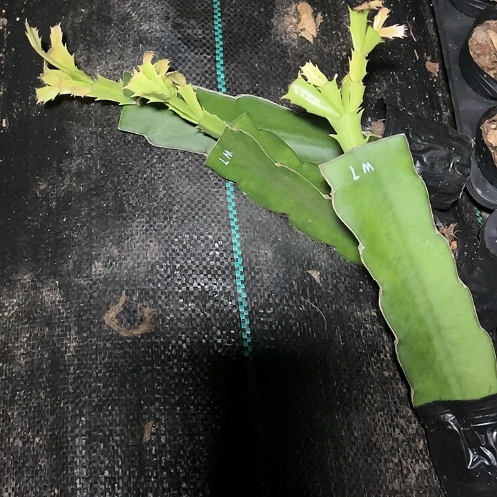 黎明嫁接小苗带盆发货一颗