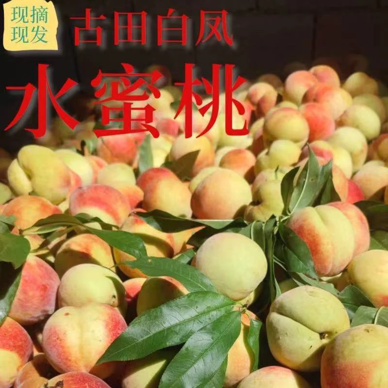 福建古田白凤水蜜桃现摘现发新鲜水果顺丰/EMS包邮当季鲜果脆甜