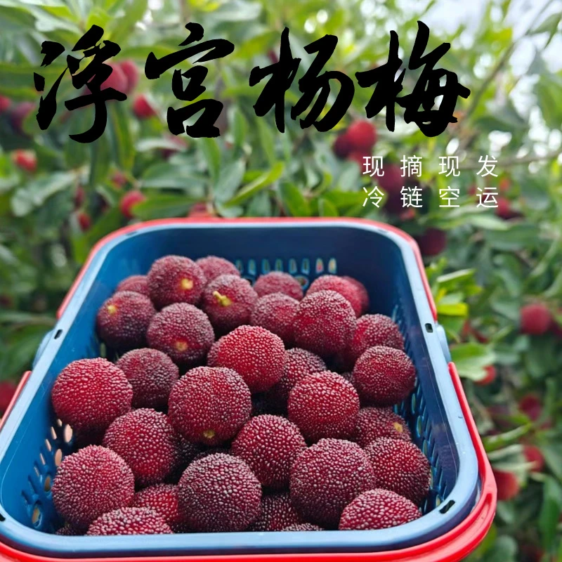 福建漳州浮宫杨梅3斤5斤新鲜水果现摘现发当季酸甜可口顺丰直达