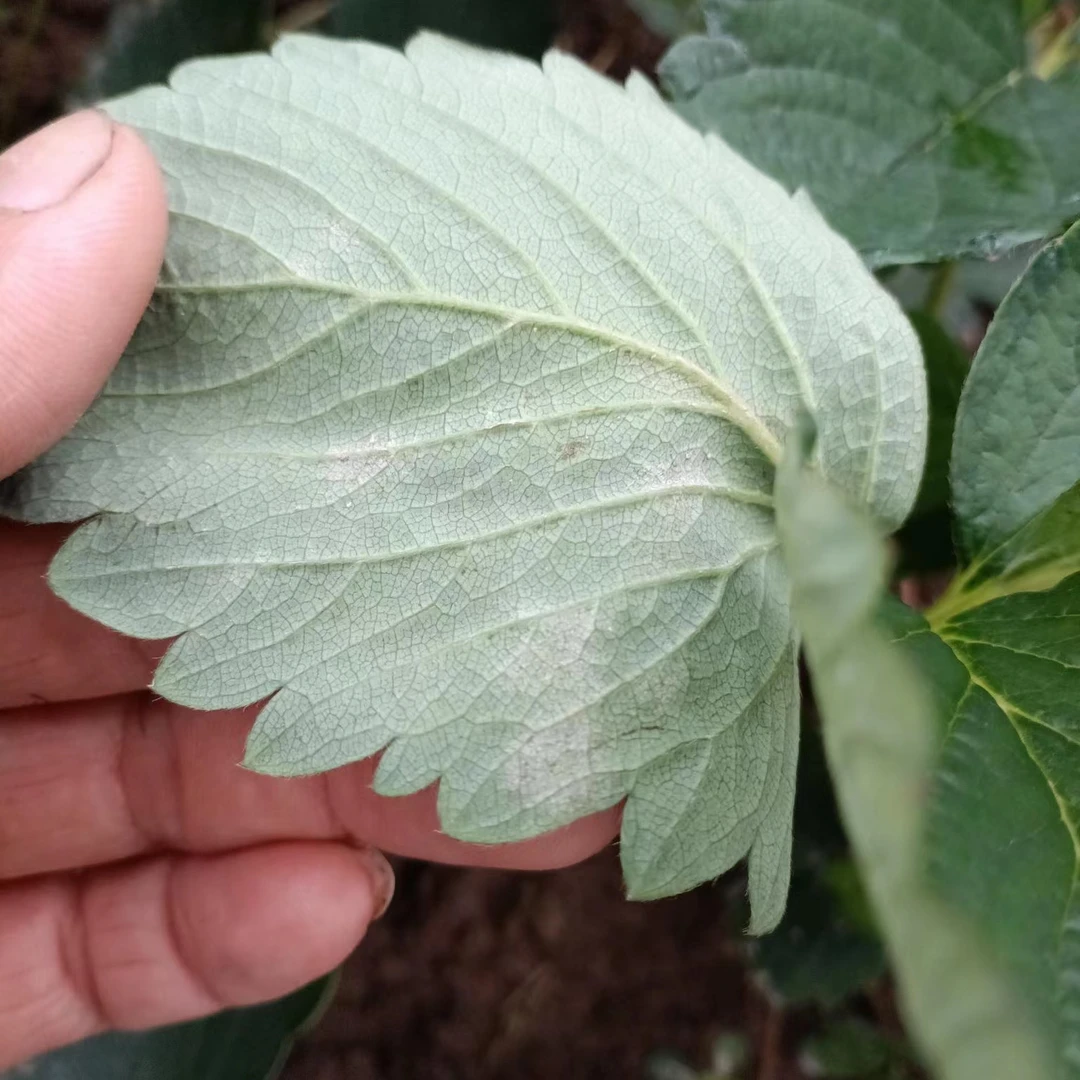 百粉-灰莓-H蜘蛛莓无忧-喷粉防控，含氨基酸水溶肥