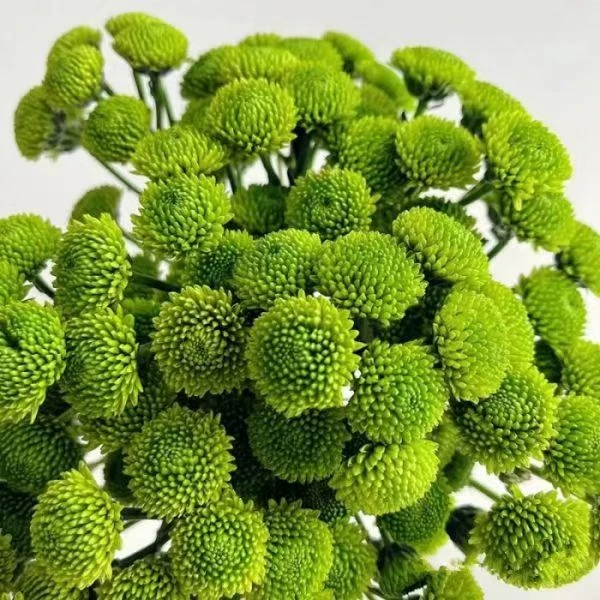野花荒野|绿小菊一把花期超长颜值在线小菊基地发出新鲜到家