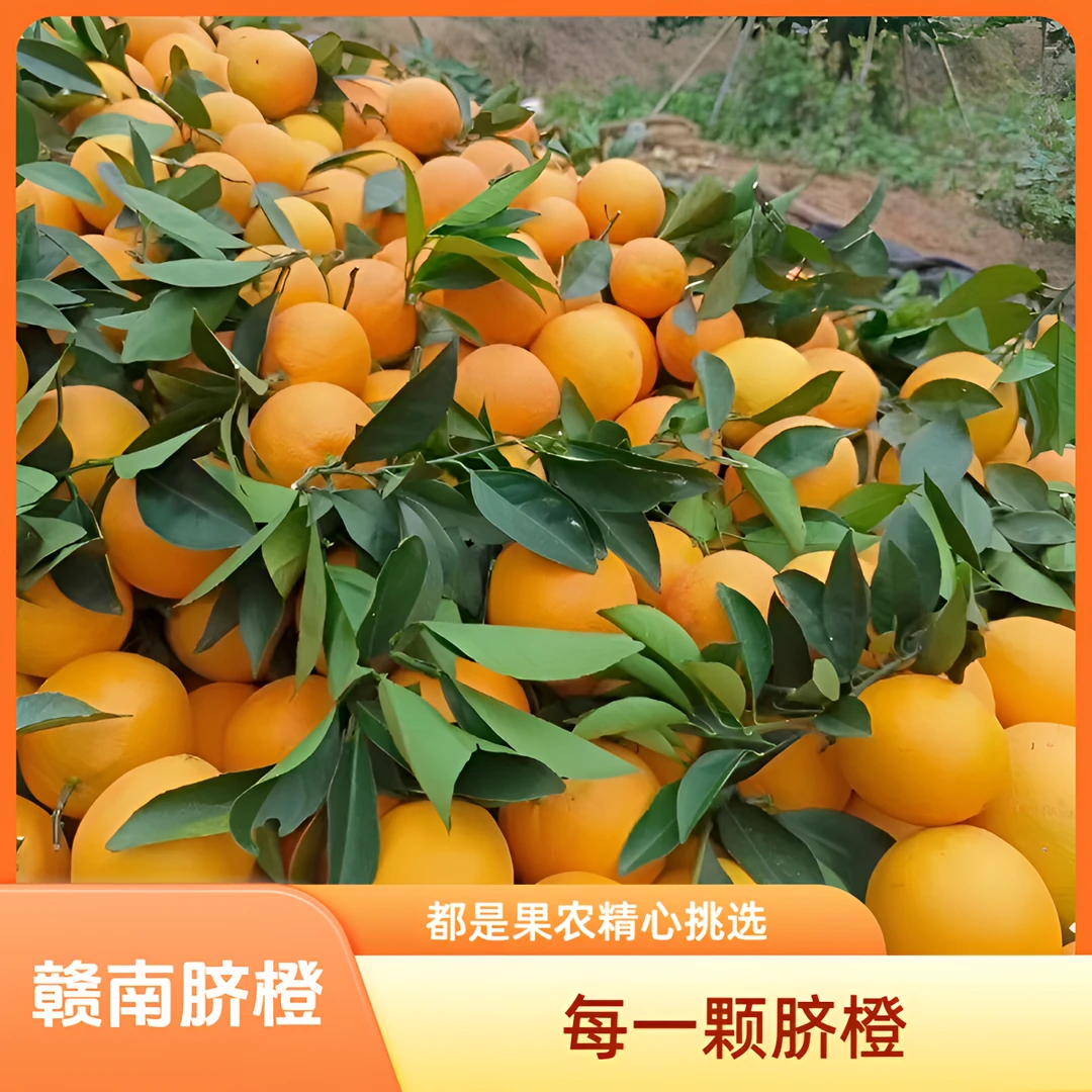 正宗江西赣南脐橙【精品】现摘现发新鲜采摘