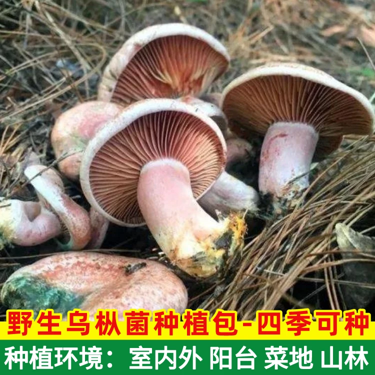 野生乌纵菌原种菌包   黄枞菌 松纵菌松菇人工种植菌包菌种家种