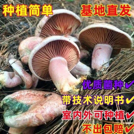 野生乌枞菌黄枞菌铜绿菌枞树菌松树菌人工培育菌包食用菌四季种植