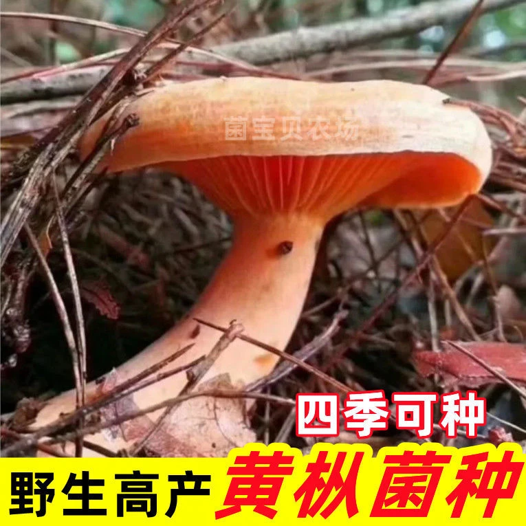野生乌纵菌菌种菌包批发松菌乌纵菌黄碟菌松纵菌松菇人工种植菌包