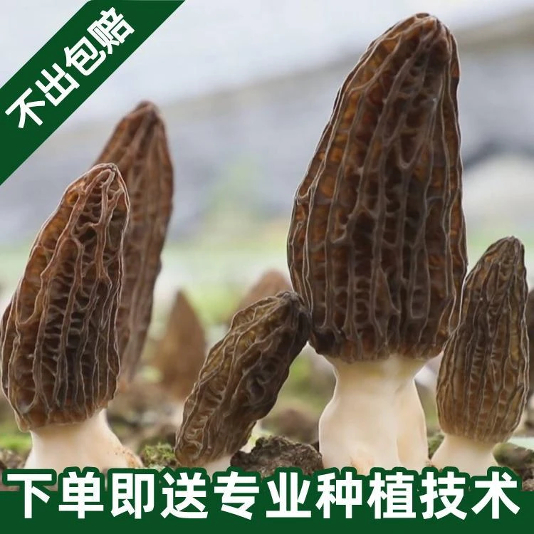 野生羊肚菌菌种家种新鲜菌种袋人工种植食用菌阳台庭院四季速产