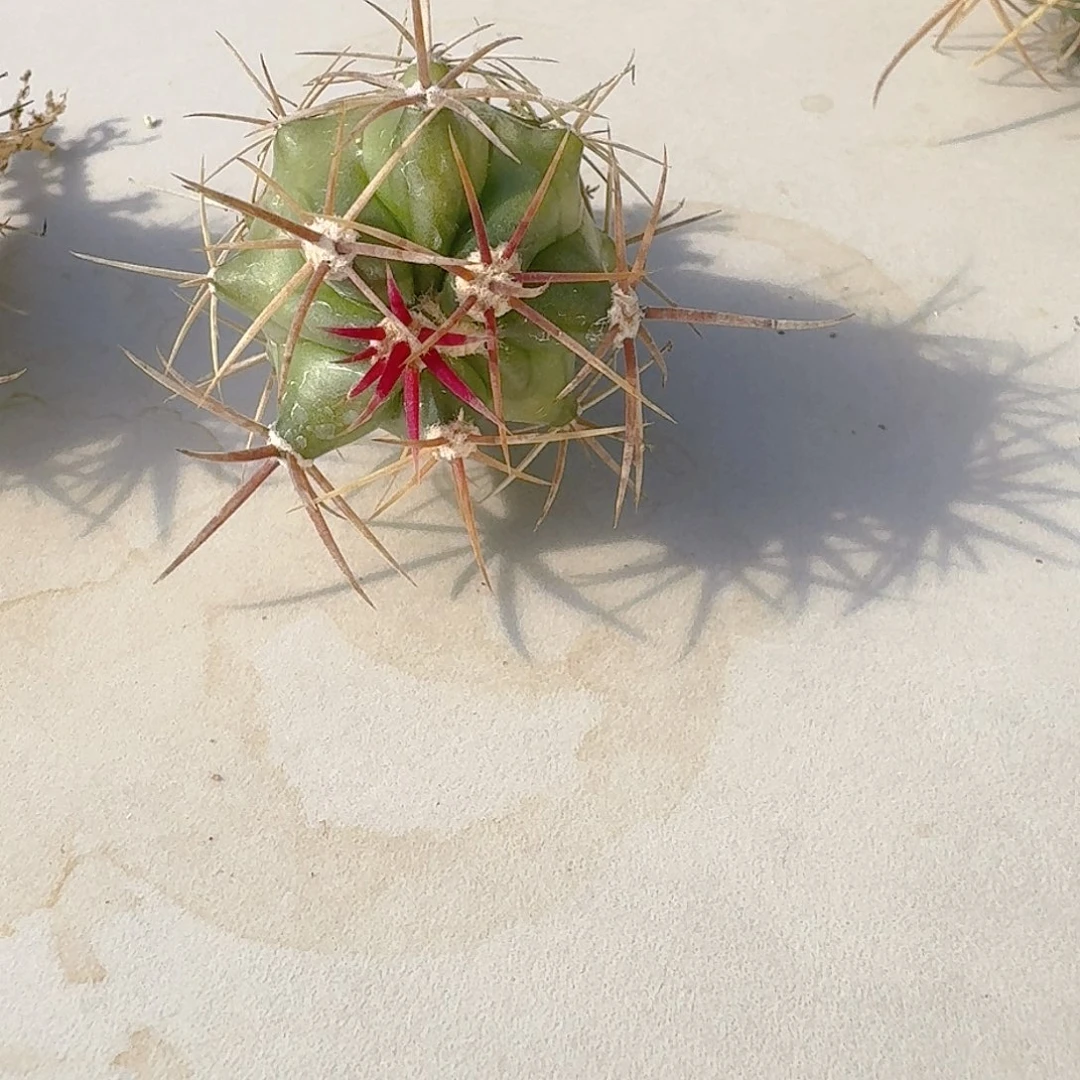 直播间。  虎，专拍