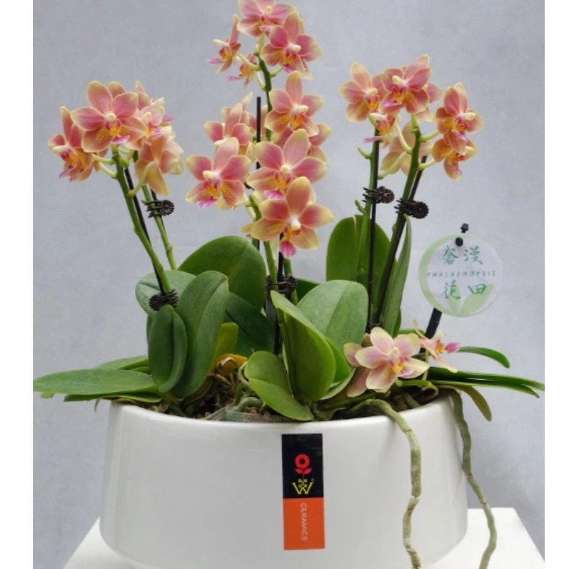 奢漫花田蝴蝶兰欧品曼塔明多洛白色花量多以直播间为准，一物一拍