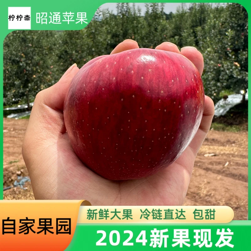 2024新鲜苹果正宗云南昭通现摘脆甜红露糖心苹果不催熟果肉细腻