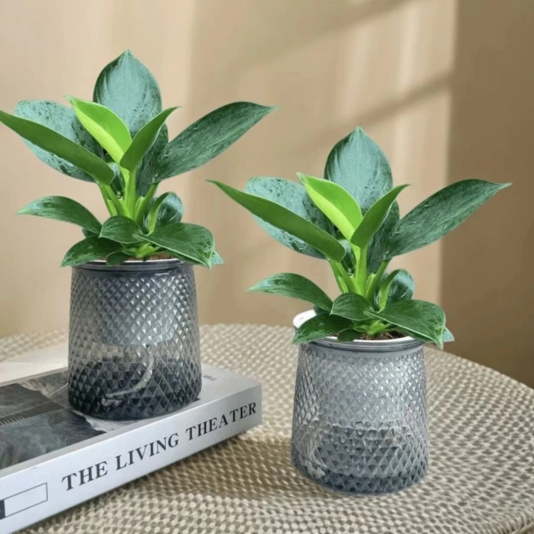 【【吸甲醛】】大叶金钻绿公主好养活美观盆栽配盆好养护室内办公桌面