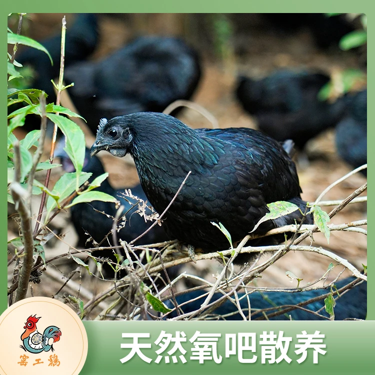 【窑工五黑鸡】浮梁生态山地散养肉质新鲜美味五黑老母鸡