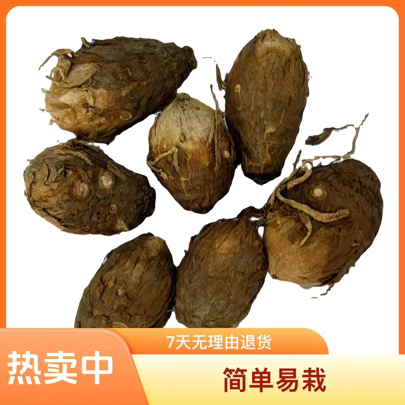 独角莲丁毒豆   新鲜品