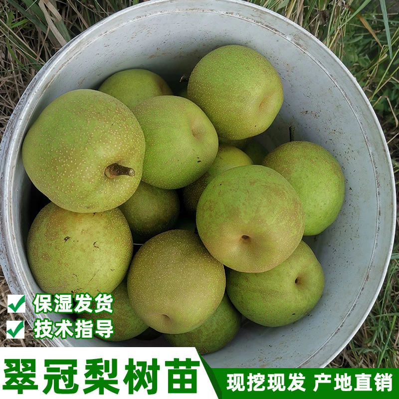 纯正早熟翠冠梨嫁接苗原产地六月雪梨树苗青皮苹果梨苗结果树