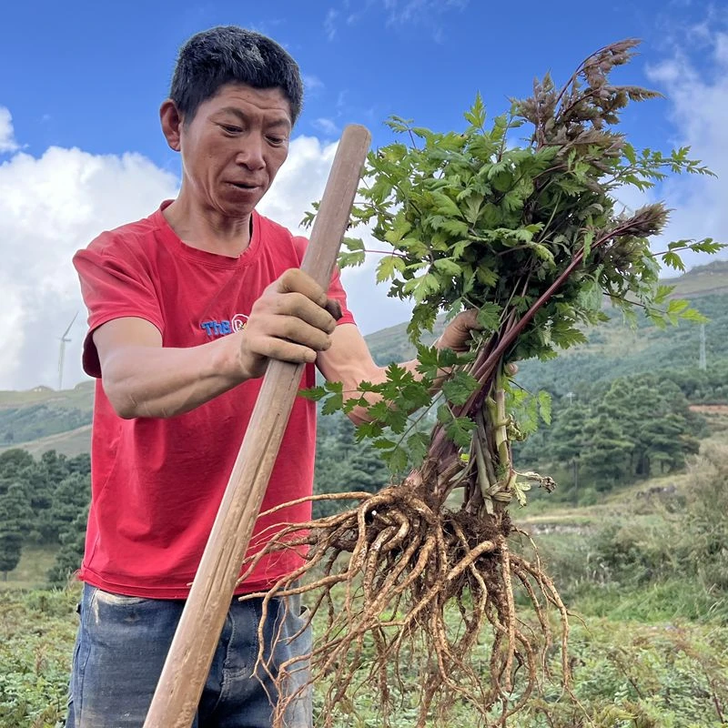 云南新鲜当归产地自种煲汤当归24年新货现挖现卖带土当归