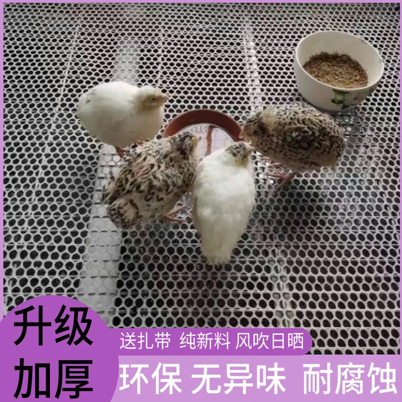 养殖鸡鸭鹅漏粪脚垫鸽笼专用地网爬藤网围栏塑料网成年鸡育雏防护