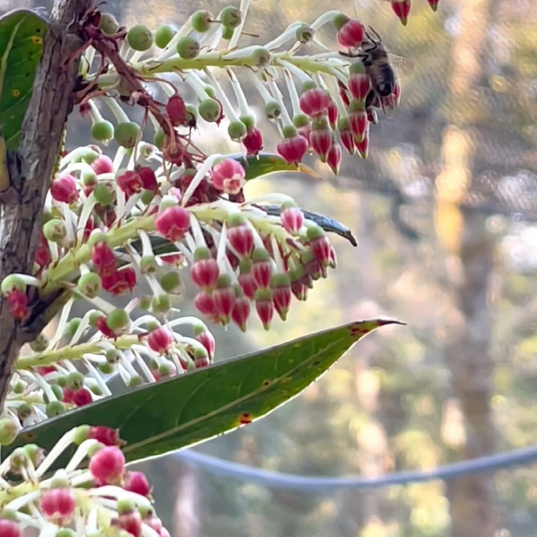 树罗卜五翅梅吊金钟石斛花石豆兰四季常青好活好养绿植盆栽