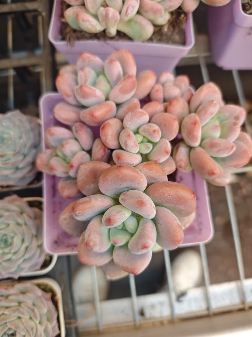 粉洛神（100白方杯）多肉植物【满19元包邮】【12CM冠幅起基地直发】