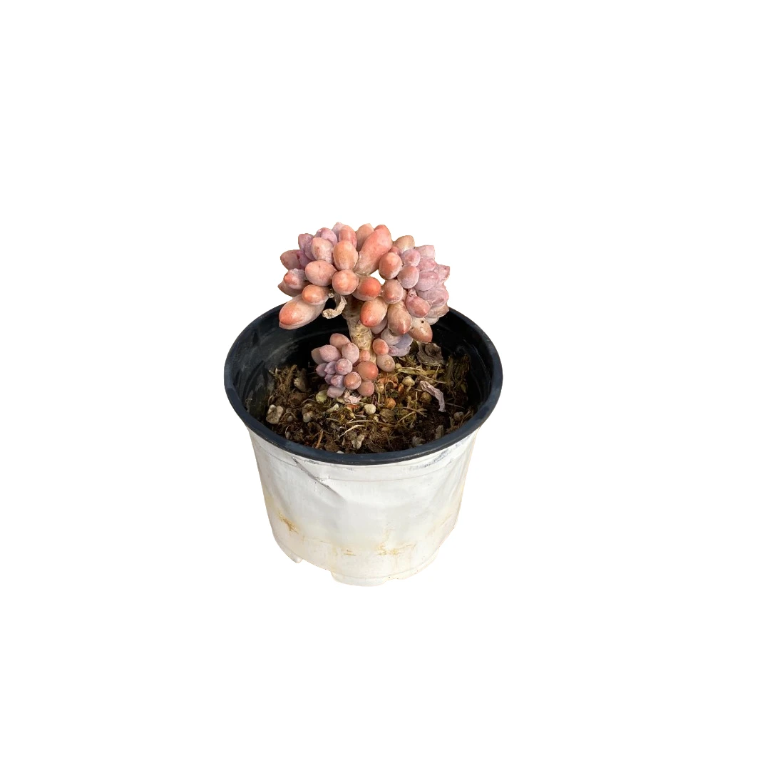 婴儿手指（80杯）多肉植物【满19元包邮】