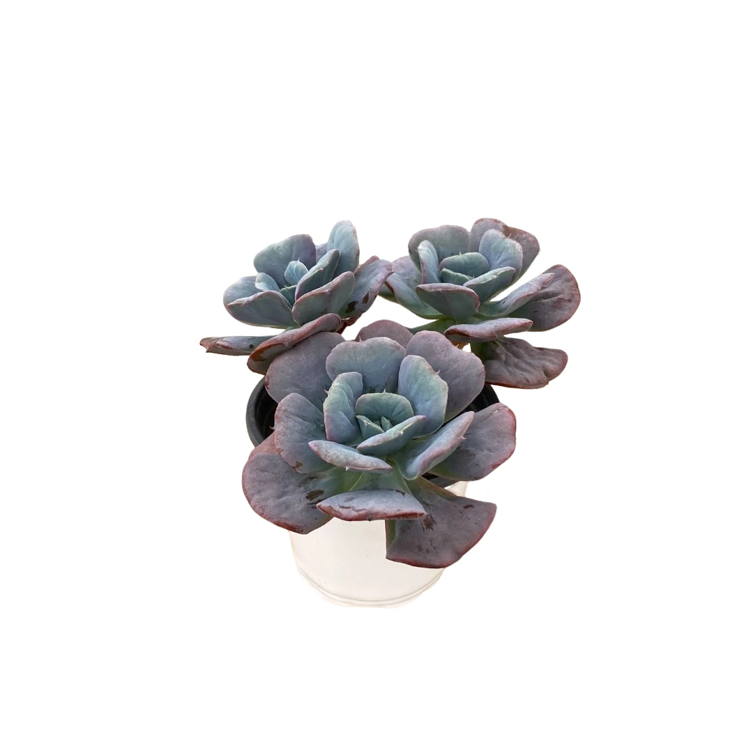 星之月三头（110杯）多肉植物【满19元包邮】【15cm冠幅起基地直发】