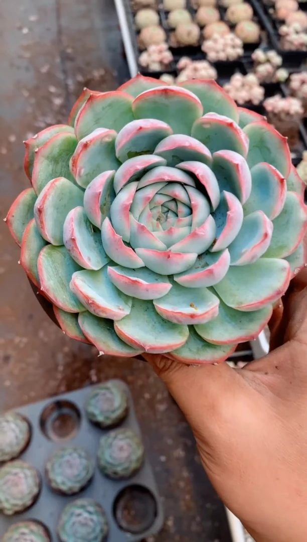 【闪购商品】荷花冠幅11厘米左右