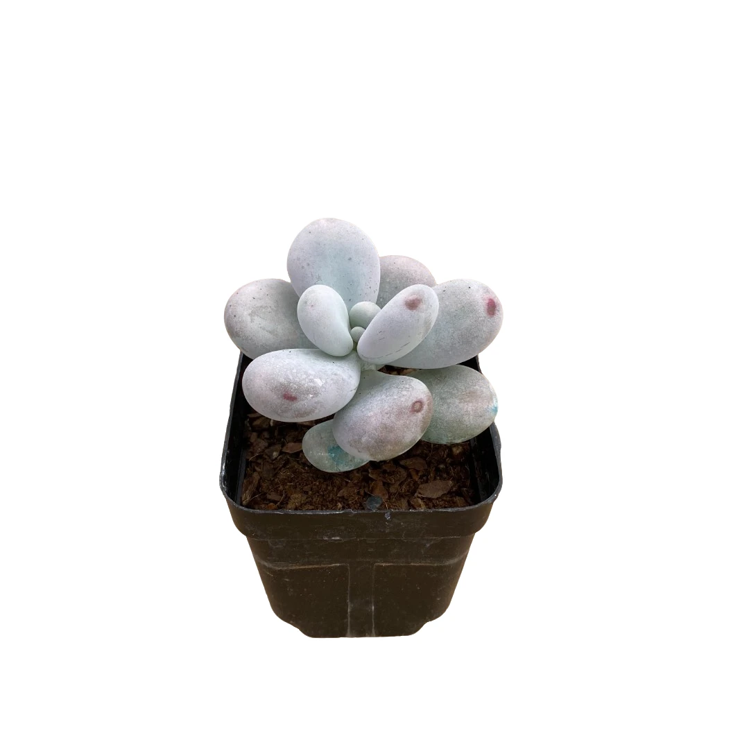 精品奶酪（65方杯）多肉植物【满19元包邮】【6cm冠幅起基地直发】