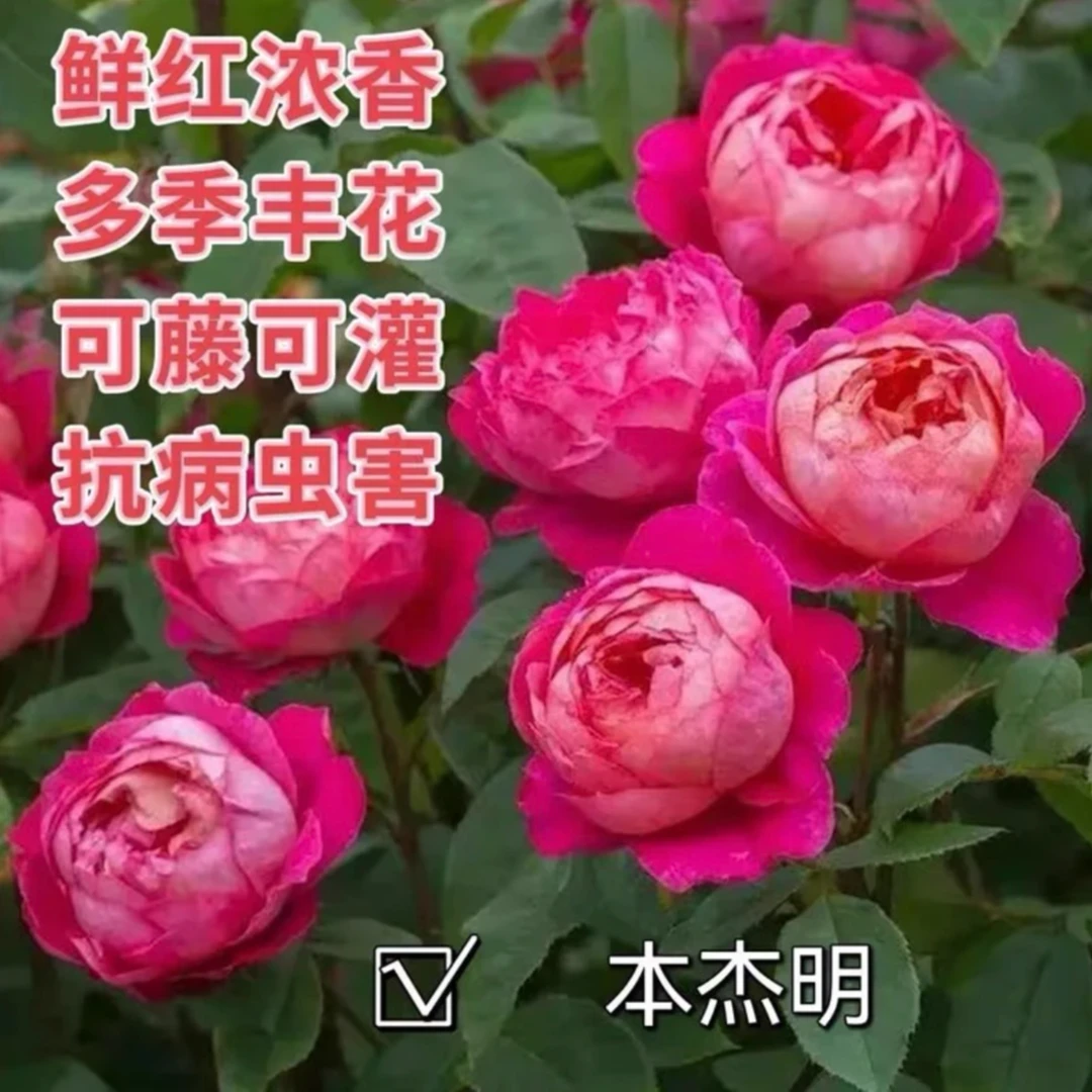 本杰明 藤本月季爬藤植物庭院阳台玫瑰花苗盆栽花卉浓香四季开花